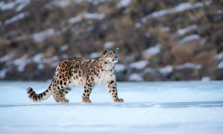 Snow Leopard in Himachal Pradesh environment